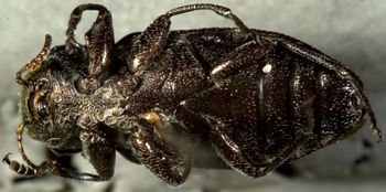 Media type: image;   Entomology 24439 Aspect: habitus ventral view